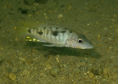 Stigmatochromis macrorhynchos 'Mumbo Island'